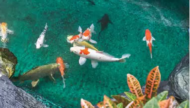 Aquabiome Biological Filter Nitrogen Cycle